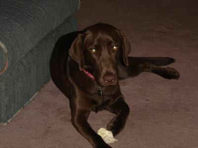 Cocoa Puff loves to play ball and is extremely obedient.