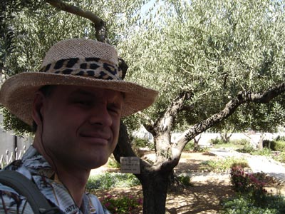 These olive trees may be the same olive trees viewed by Jesus when he visited the Garden of Gethsemane on the Mount of Olives, Israel (2010).