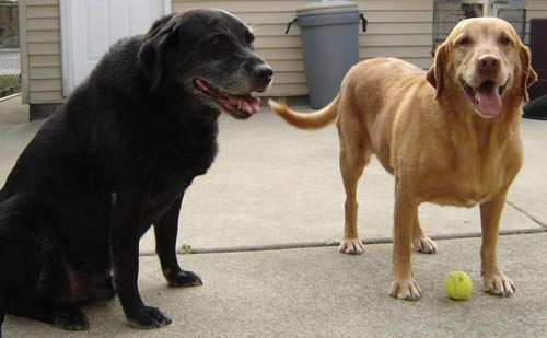 My two dogs, Pogo (pure lab) and Simba (retriever/lab).
