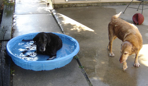 Simba patiently waits for Pogo's turn in the pool to end (August 2007).