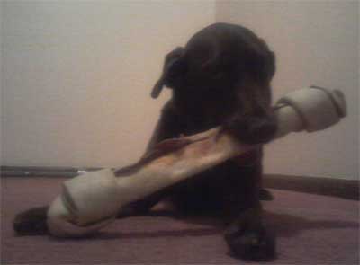 Cocoa the chocolate Labrador is trying to show her fearsome side (2012).