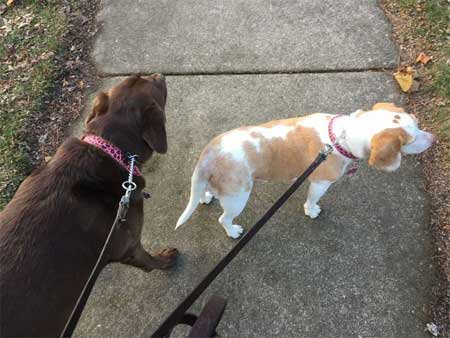 Cocoa and Matilda