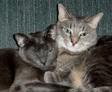 Misty and Scamp are snuggling together.